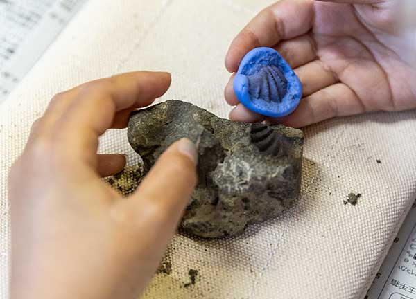 印象化石にシリコンを使って型取りをする様子